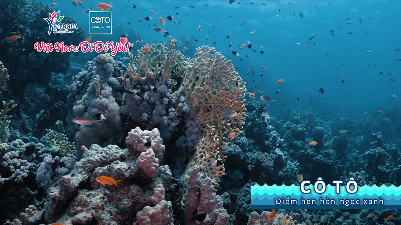 Đừng quên trải nghiệm lặn ngắm những rạn san hô lung linh sắc màu nhé