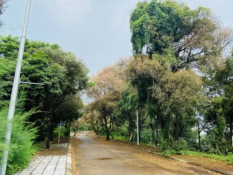 Rừng chõi Cô Tô